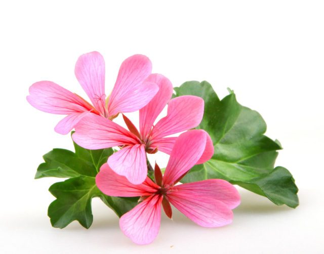 Geranium Flowers